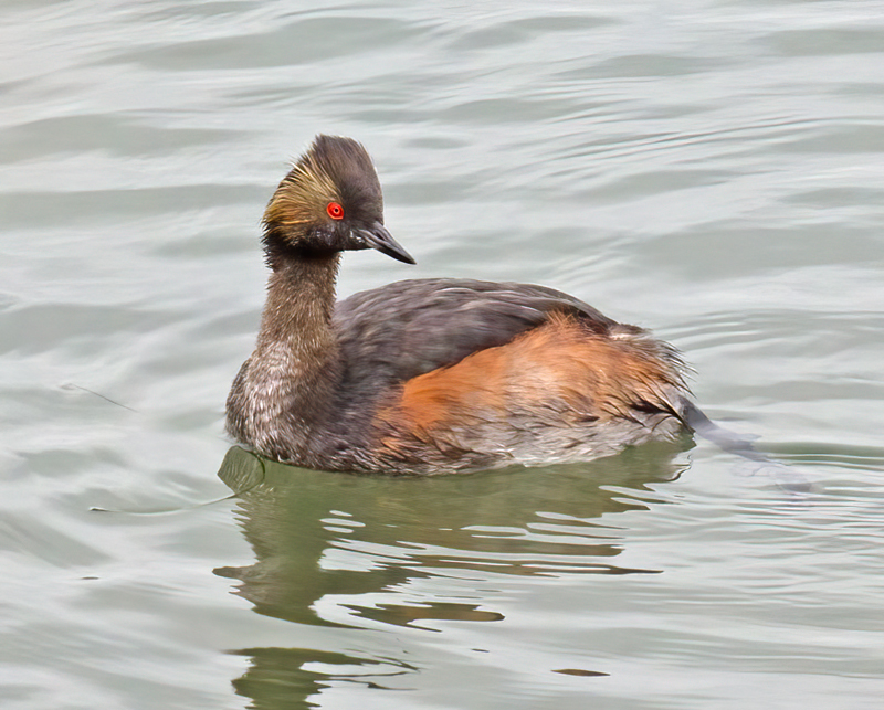 Eared_Grebe_12_CA_017