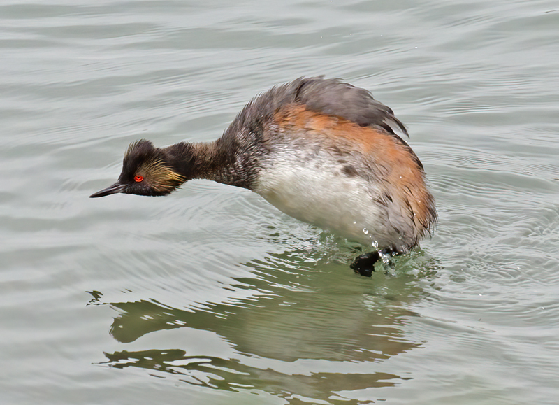 Eared_Grebe_12_CA_019