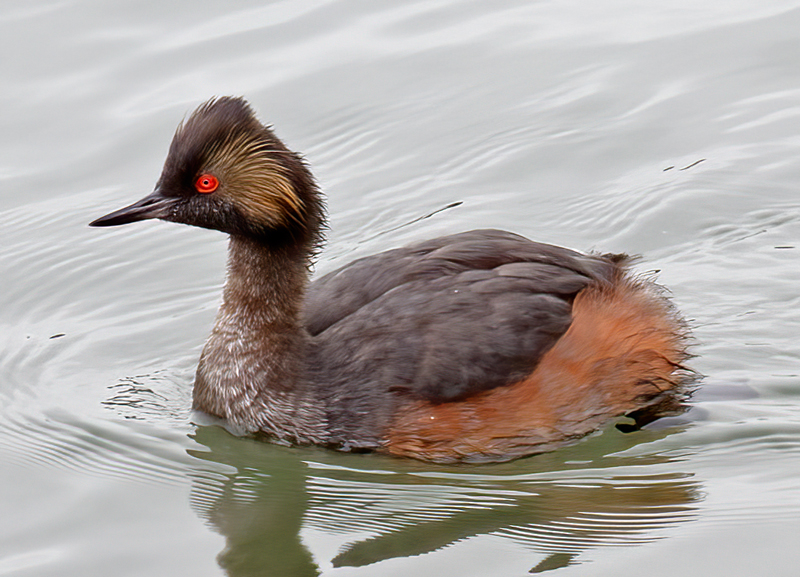 Eared_Grebe_12_CA_022