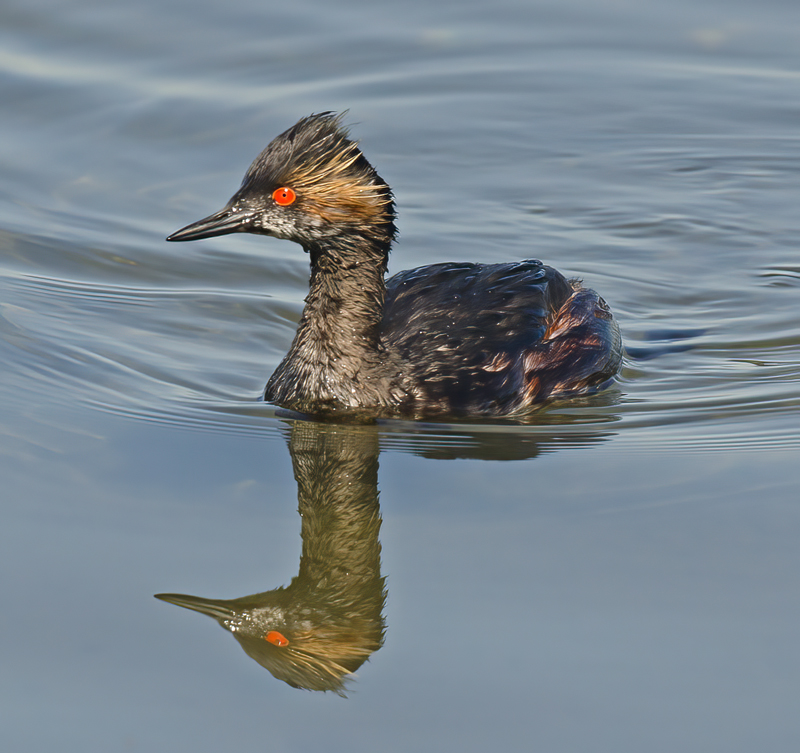 Eared_Grebe_14_CA_008