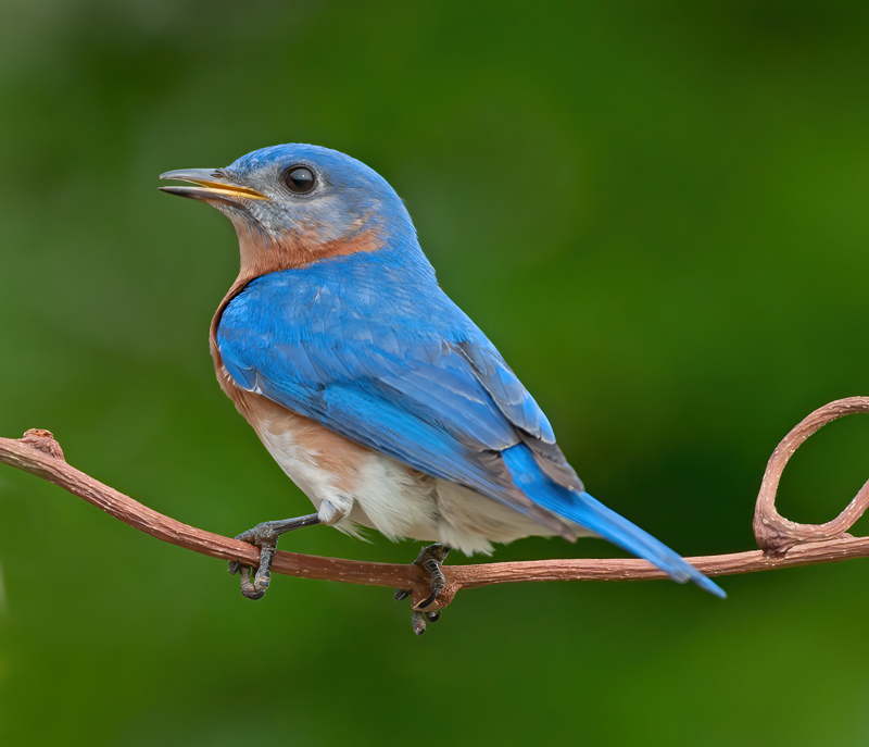 Eastern_Bluebird_11_FL_194