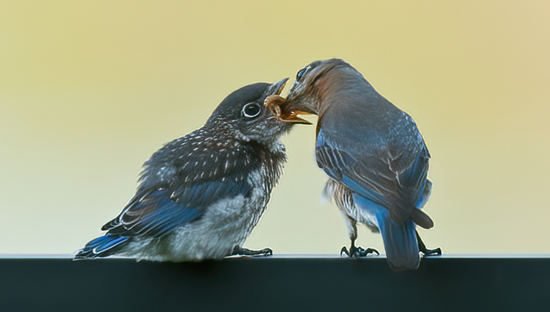 Eastern_Bluebird_11_FL_437