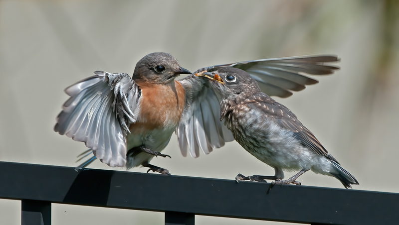 Eastern_Bluebird_11_FL_639