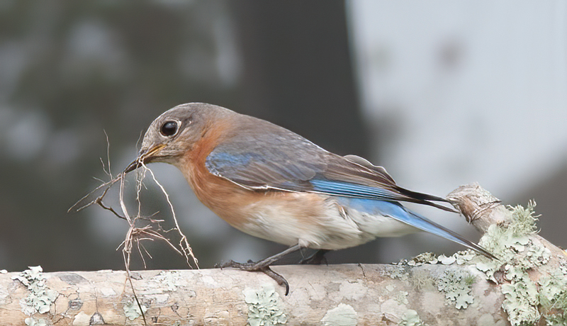 Eastern_Bluebird_11_FL_747
