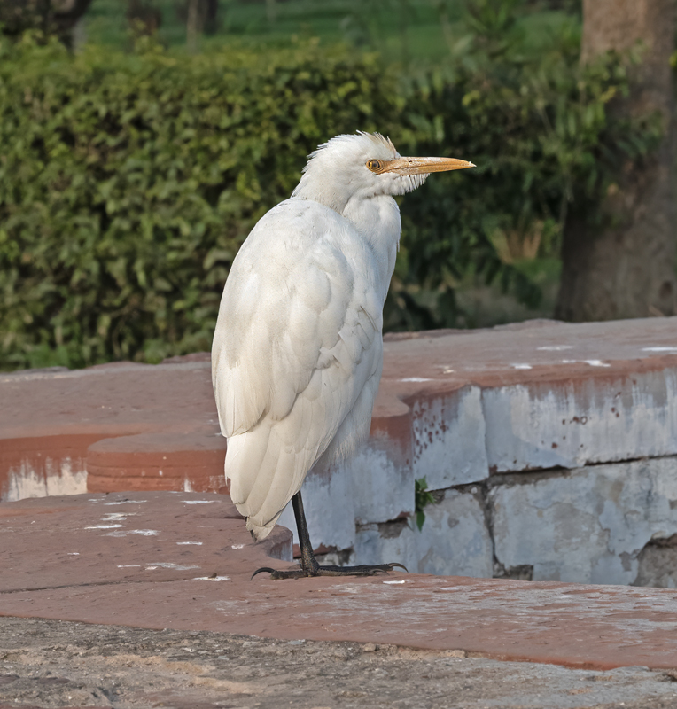 Eastern_Cattle-Egret_25_India_010