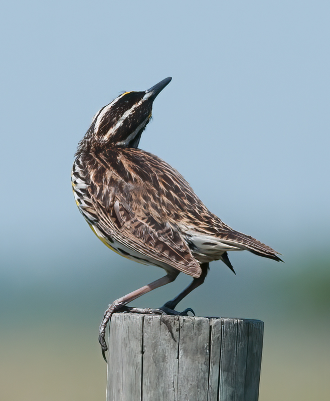 Eastern_Meadowlark_11_FL_082