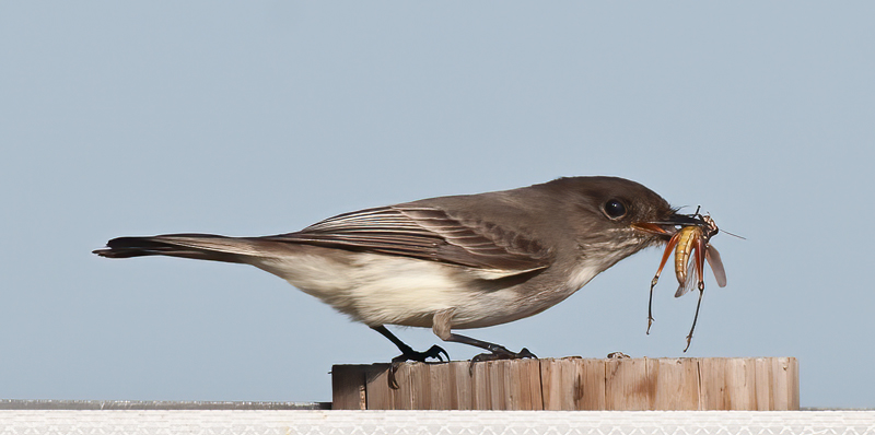 Eastern_Phoebe_11_FL_004