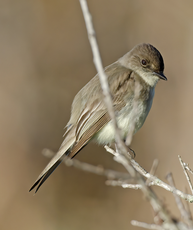 Eastern_Phoebe_11_FL_014