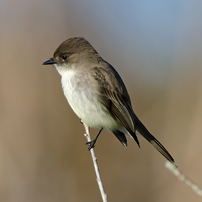 Eastern_Phoebe_11_FL_015
