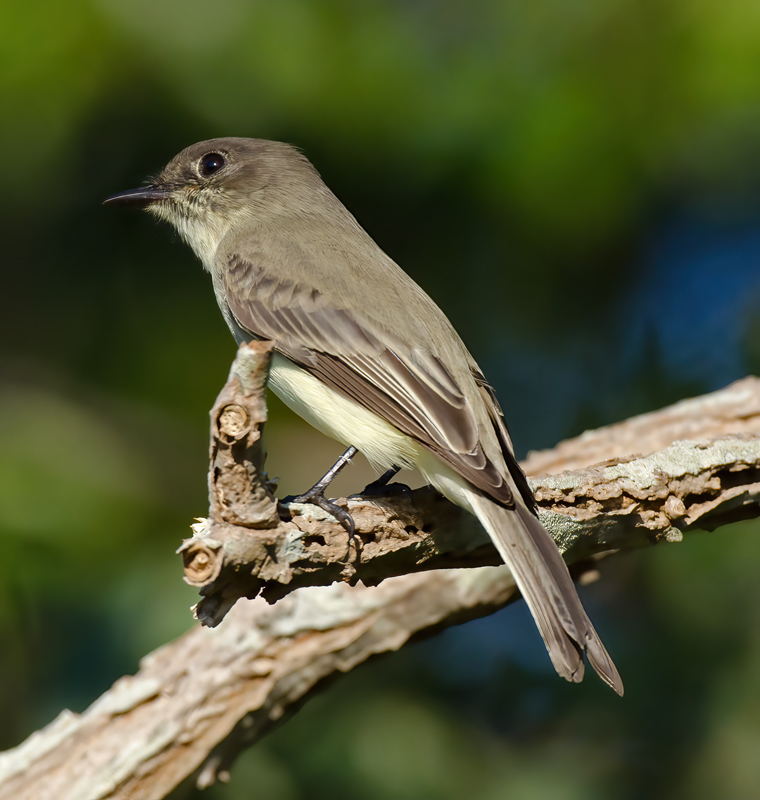 Eastern_Phoebe_12_NJ_005