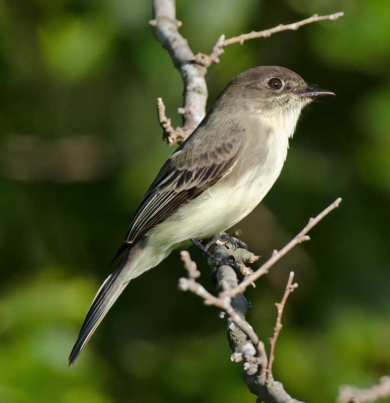 Eastern_Phoebe_12_NJ_008