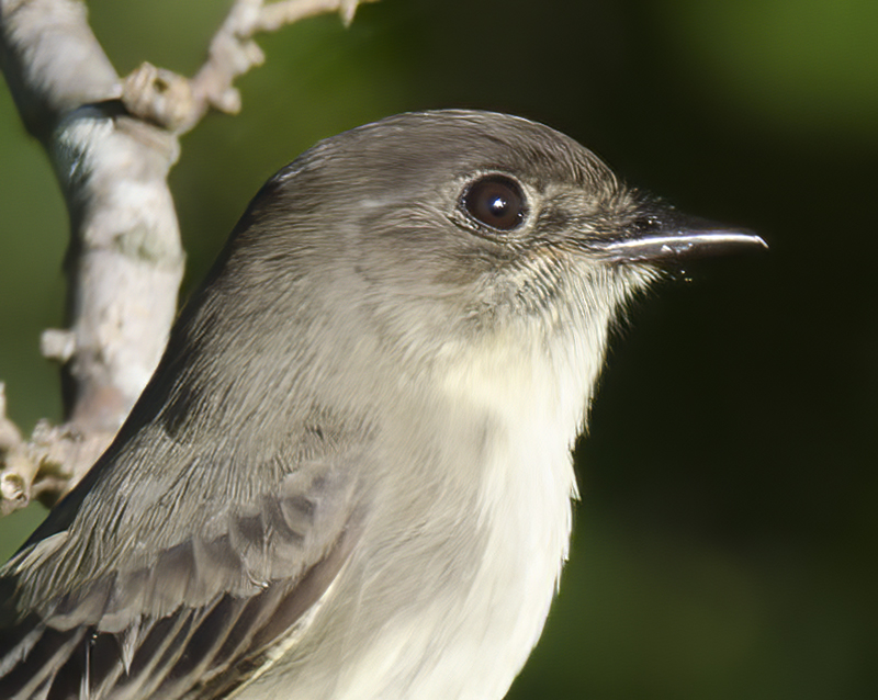 Eastern_Phoebe_12_NJ_009