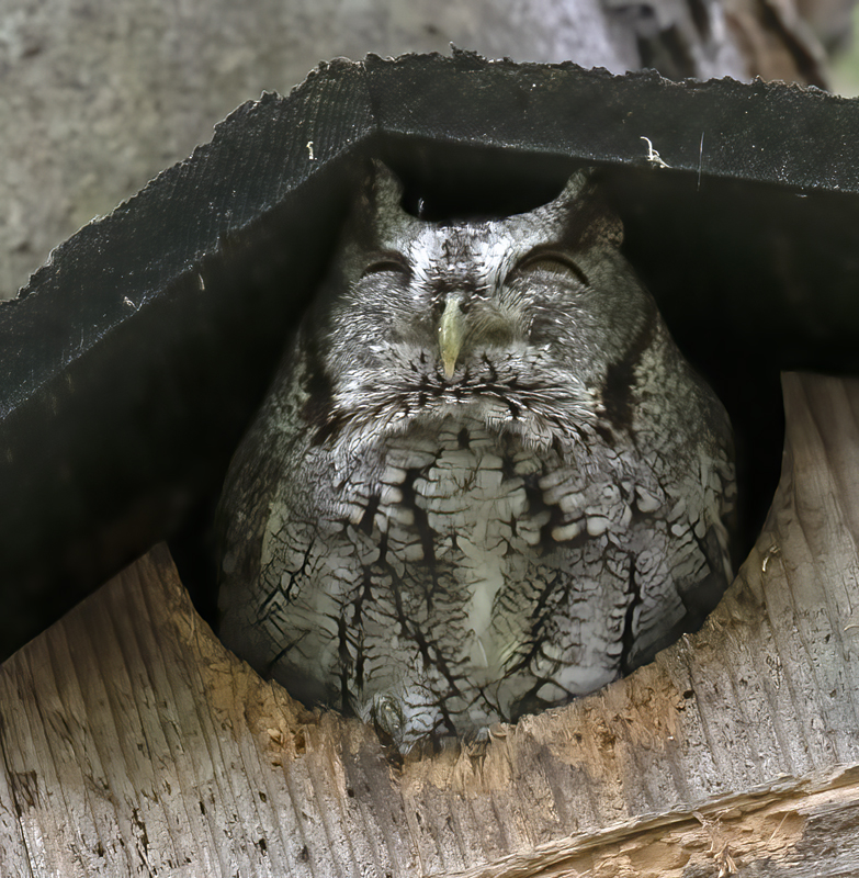 Eastern_Screech_Owl_19_TX_029