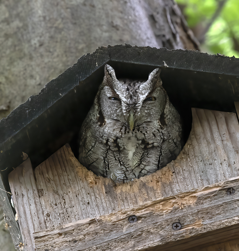 Eastern_Screech_Owl_19_TX_035