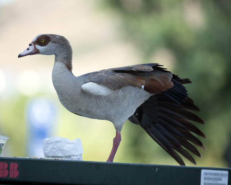 Egyptian_Goose_25_CA_C_001