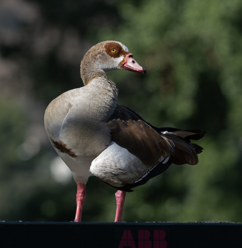 Egyptian_Goose_25_CA_C_007