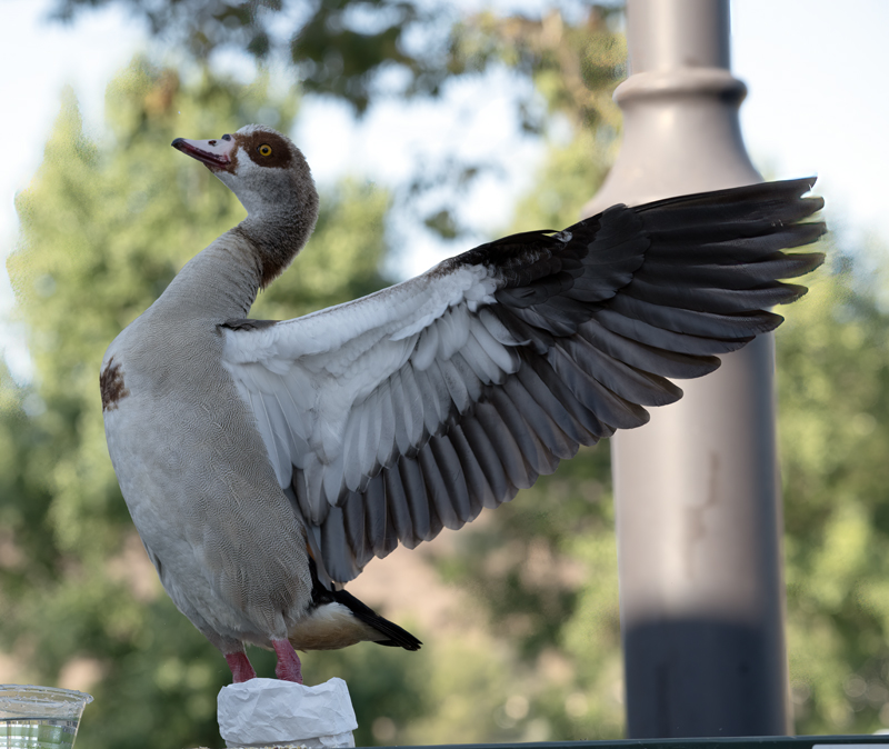 Egyptian_Goose_25_CA_L_510