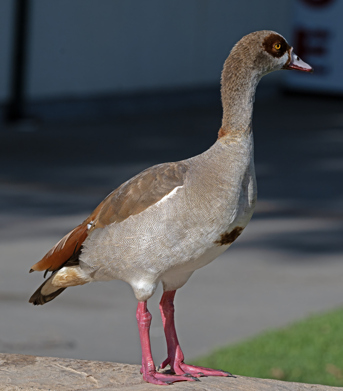 Egyptian_Goose_25_CA_L_520