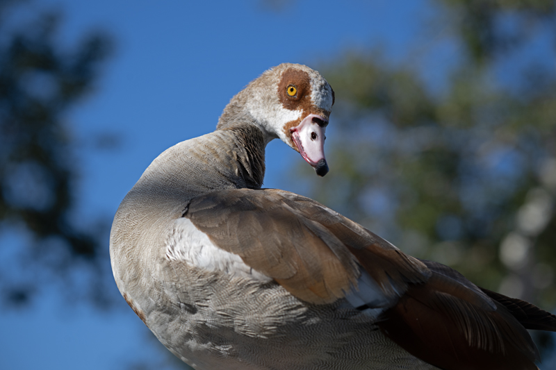 Egyptian_Goose_25_CA_L_540