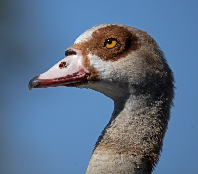 Egyptian_Goose_25_CA_L_541