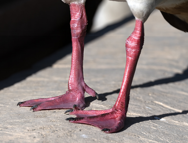 Egyptian_Goose_25_CA_L_551