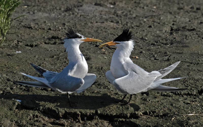 Elegant_Tern_23_CA_L_686