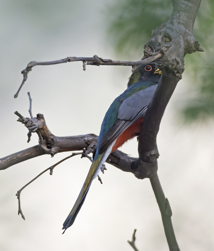 Elegant_Trogon_15_AZ_002