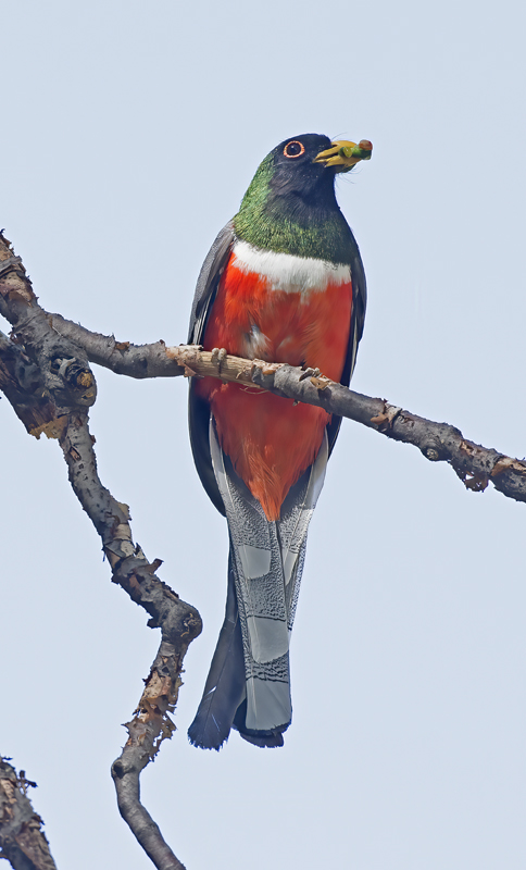 Elegant_Trogon_15_AZ_019
