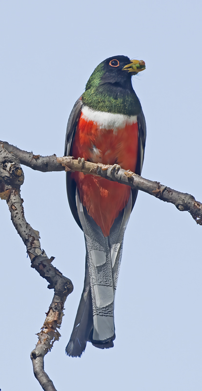 Elegant_Trogon_15_AZ_023