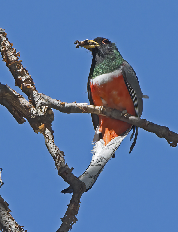 Elegant_Trogon_15_AZ_065