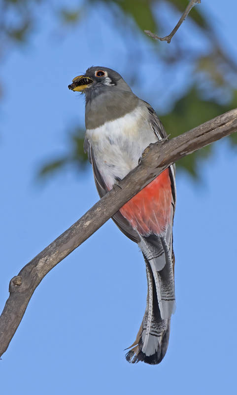 Elegant_Trogon_15_AZ_100