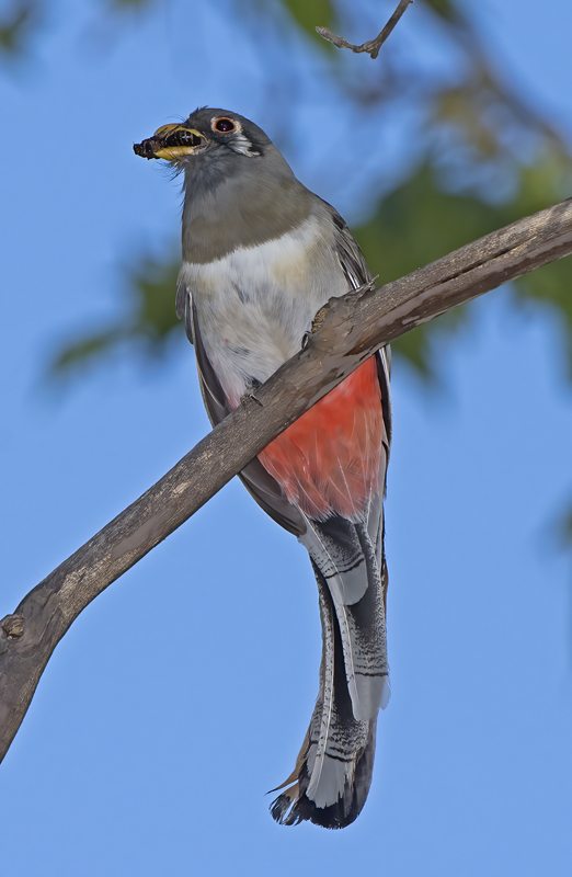 Elegant_Trogon_15_AZ_103