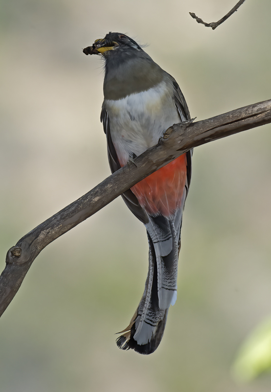 Elegant_Trogon_15_AZ_113