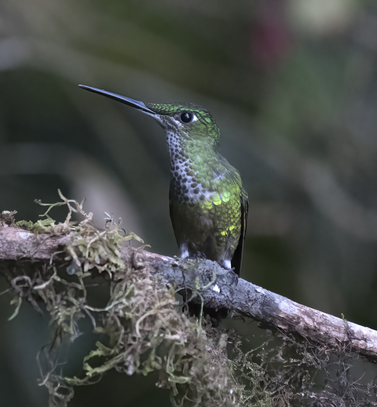 Empress_Brilliant_18_Ecuador_001