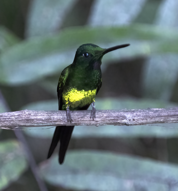 Empress_Brilliant_18_Ecuador_003