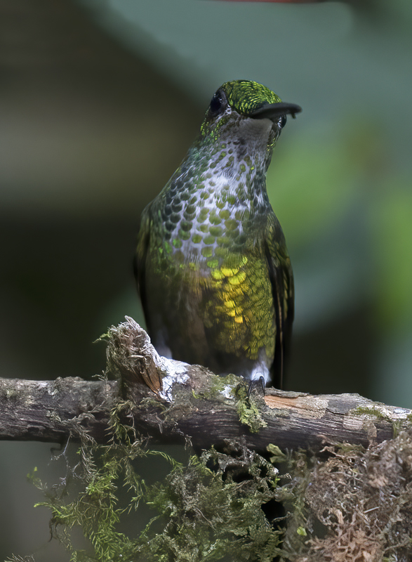 Empress_Brilliant_18_Ecuador_017