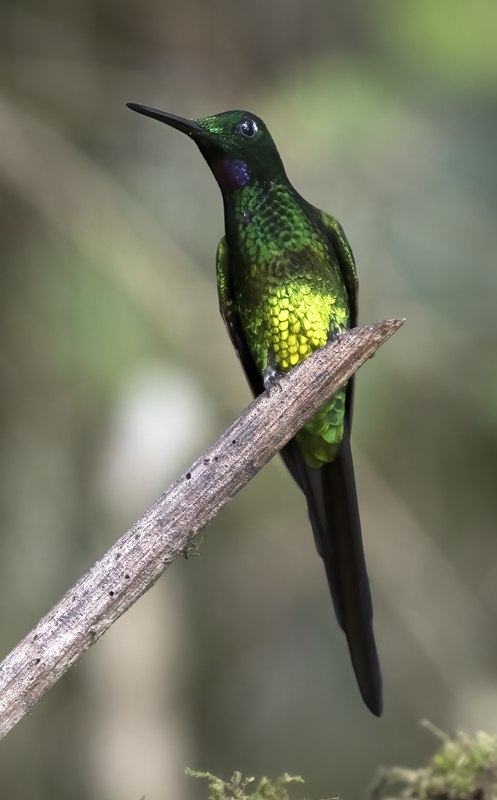 Empress_Brilliant_18_Ecuador_019