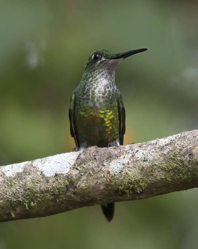 Empress_Brilliant_18_Ecuador_034