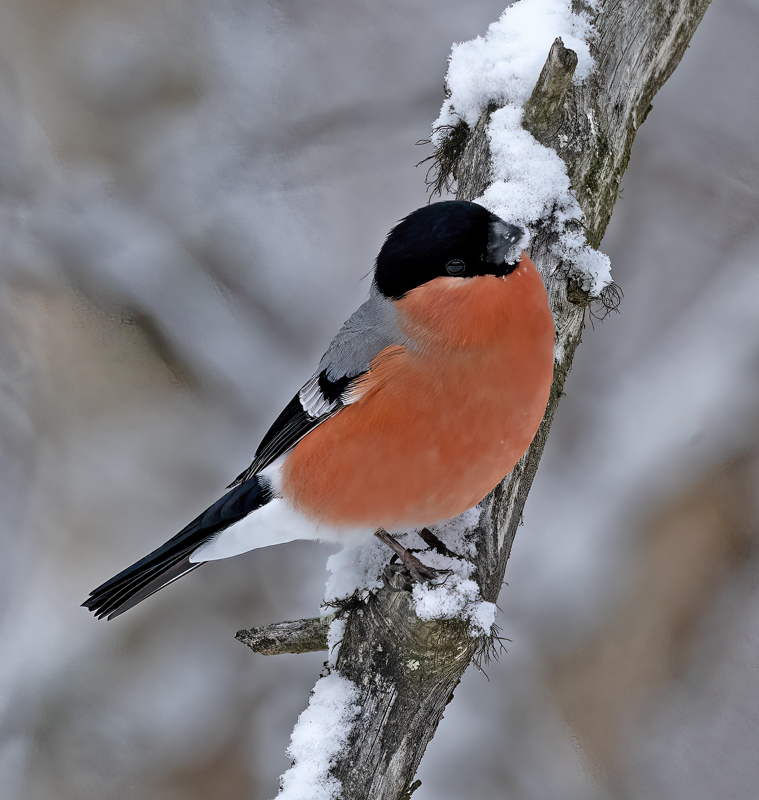 Eurasian_Bullfinch_23_Norway_008