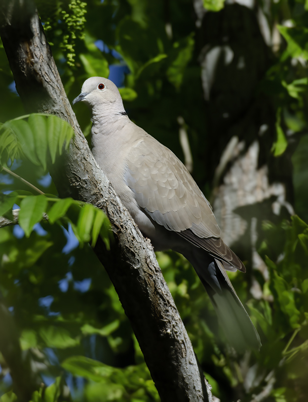 Eurasian_Collared_Dove_13_CA_007