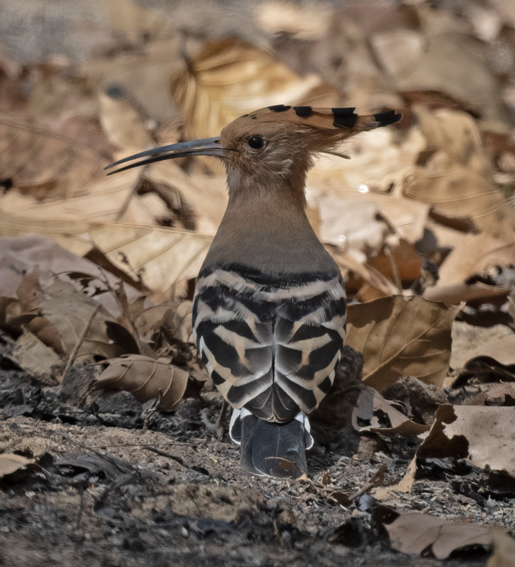 Eurasian_Hoopoe_25_India_019