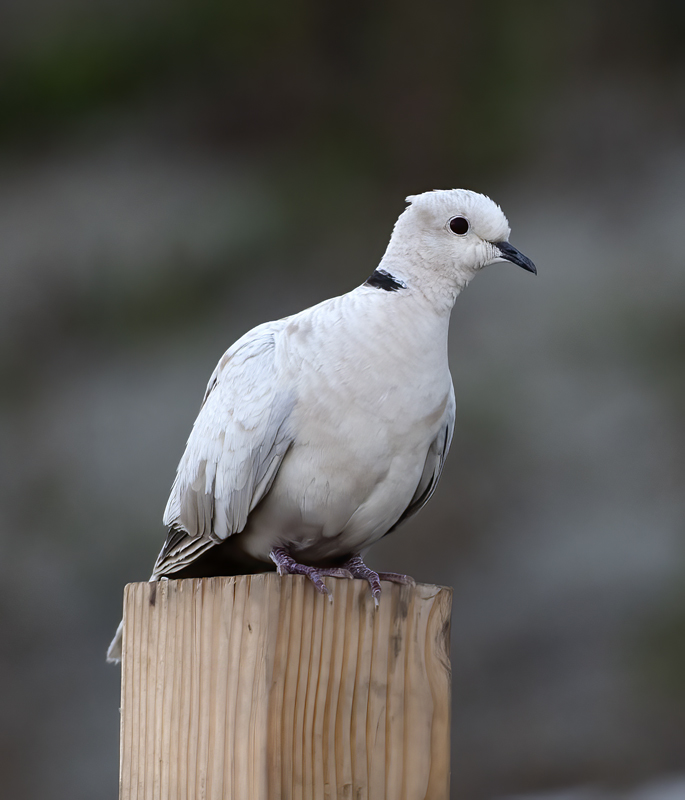 Eurasian_collared_Dove_16_CA_001