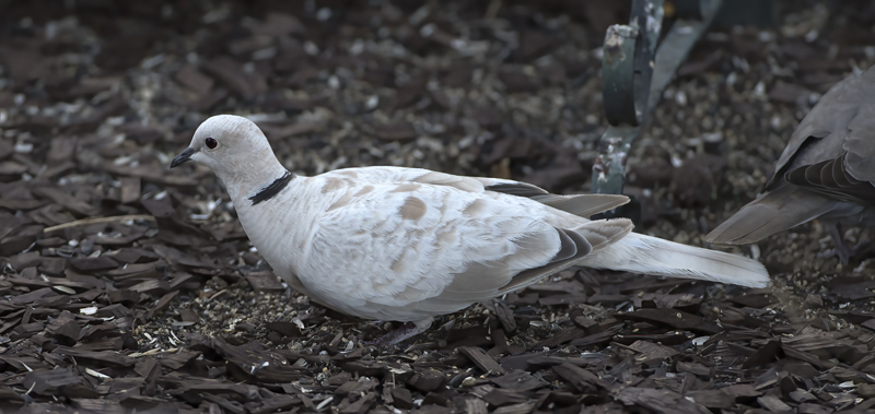 Eurasian_collared_Dove_16_CA_003