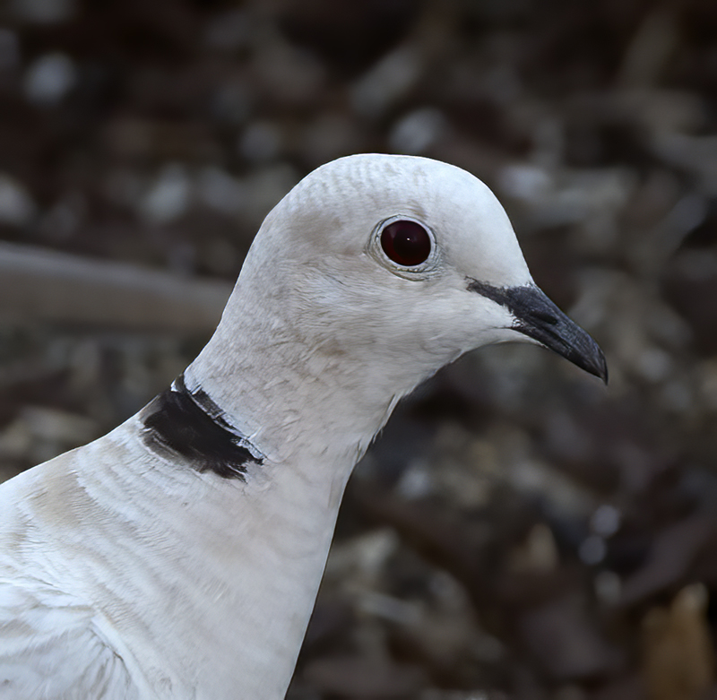 Eurasian_collared_Dove_16_CA_007