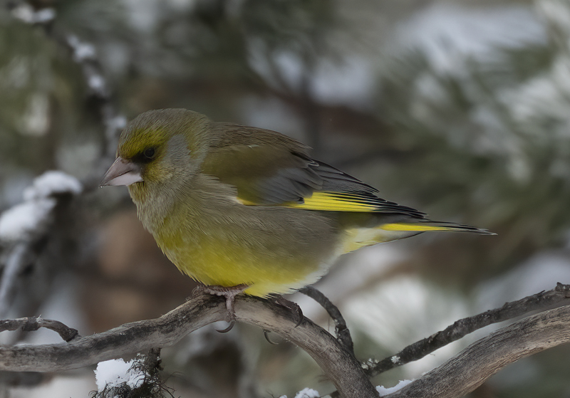 European_Greenfinch_23_Norway_003