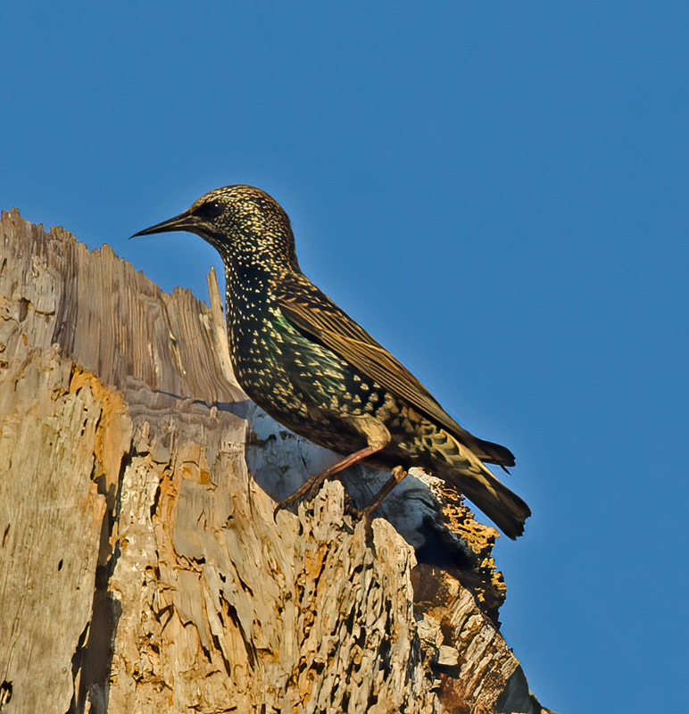European_Starling_11_FL_001