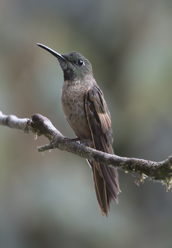 Fawn-breasted_Brilliant_18_Ecuador_036