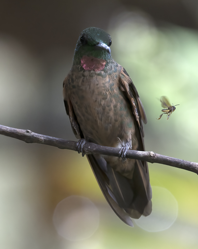 Fawn-breasted_Brilliant_18_Ecuador_047