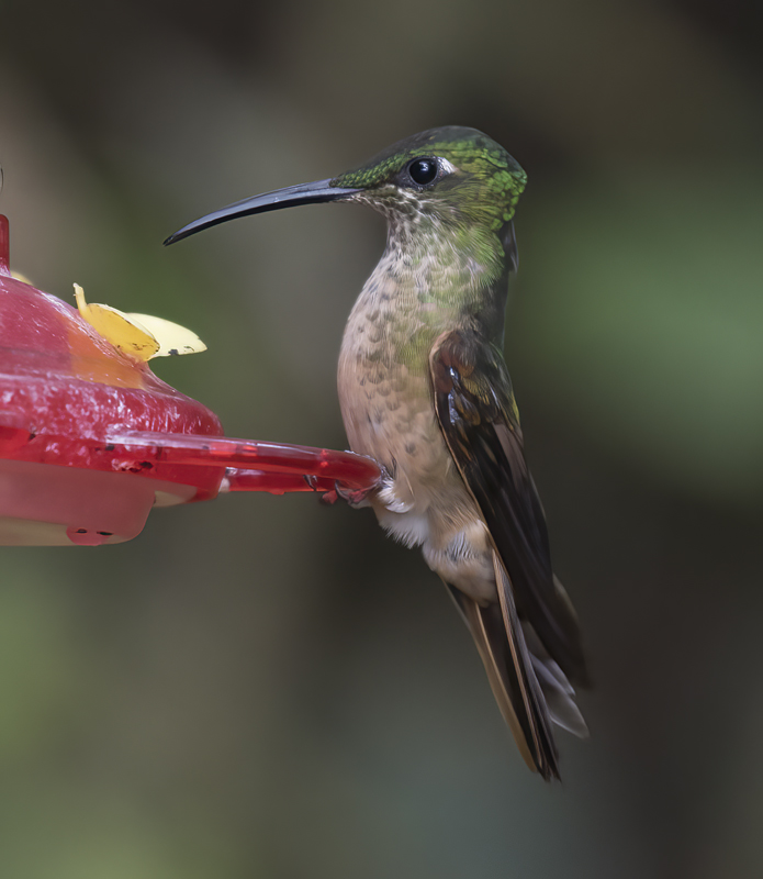 Fawn-breasted_Brilliant_18_Ecuador_062