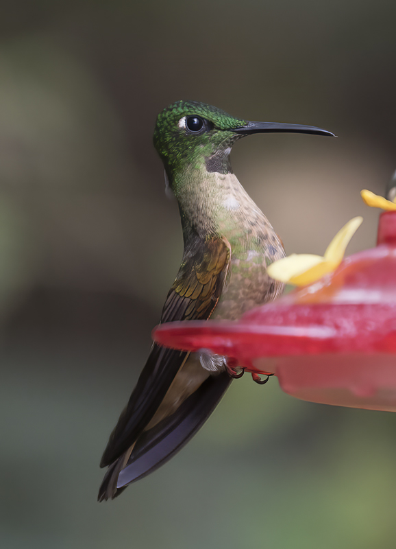 Fawn-breasted_Brilliant_18_Ecuador_066